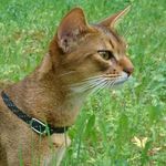 🐱 ABYssinian cattery SmartABY