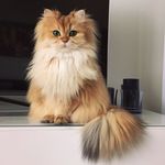 Smoothie the Cat Smoothie the Cat