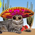 Sombrero Cats