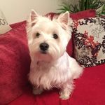 Sophie The Westie