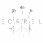 Sorrel