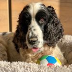 Spike_EnglishCockerSpaniel