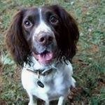 springer.spaniel.love