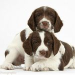 Springer Spaniel