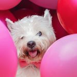 Senior blind westie dog 🌈 🐾