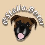 Stella the Boxer