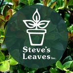 Steve's Leaves