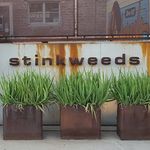 stinkweeds