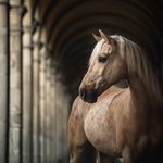 Photos of horses🐴