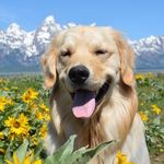 Summit the Golden