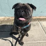 Teddy the Tripawd Pug