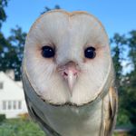 ECSS Sweetbriar Wildlife Rehab