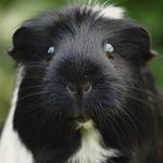 🐹 Guinea Pigs 🐹