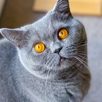 Taro British Shorthair