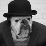 Bulldog Blogger