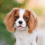 TEDDY THE CAVALIER