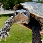 Terrapin Nesting Project