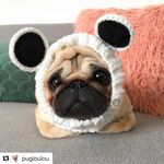 Pug IGtv