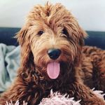 Tate The Goldendoodle