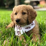 Daisy The Goldendoodle Puppy