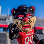 The Cincy Bearcat