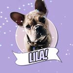 Lila!