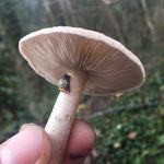 The Mushroom Men 🍄