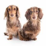 Olive & Ivy · Mini Dachshunds