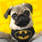 Batman The Batpug