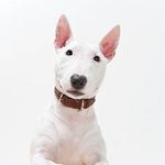 Bull Terrier United