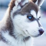 Best Shirts for Husky Lovers