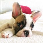 Nugget The French Bulldog