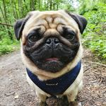 THEPUGCALLEDBOES