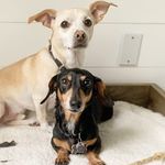Kentucky & Parker Doxies
