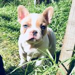 El Chapo The French Bulldog 🐶