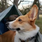 Peppers The Corgi