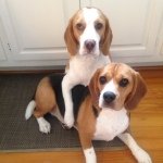 Clark and Kent Beagle