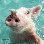 Bahamas • The Swimming Pigs 🇧🇸