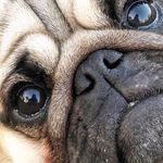 Pug & More Pugs - Tom Cote