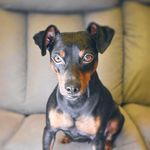 Thor Mini Pinscher