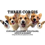 Cute Three Corgis Of Instagram