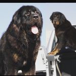 Tibetan Mastiff KW