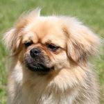 Tibetan Spaniel