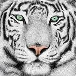 Vita Tiger Vita Tiger