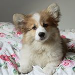 Tilly The Corgi