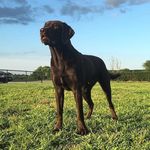 Timber The Chocolate Lab