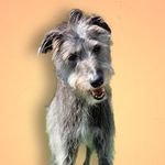 Lurcher