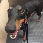 Toby the Dobie