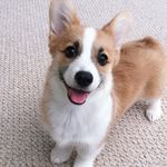 Tofu & Boshi the Corgis