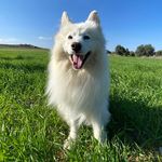 Tofu the samoyed